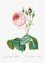 Rosier à feuille de laitue (Pierre Joseph Redouté) - Muzeo.com