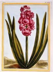 Royal Crimson (Pierre-Joseph Buchoz) - Muzeo.com