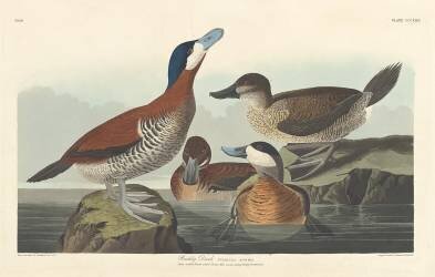 Ruddy duck (John James Audubon) - Muzeo.com