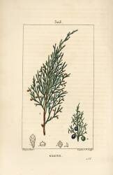 Sabine (Pierre Jean Francois Turpin) - Muzeo.com