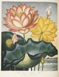 Sacred Egyptian bean (Robert John Thornton) - Muzeo.com