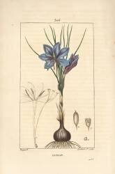 Safran (Pierre Jean Francois Turpin) - Muzeo.com