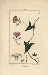 Scammonee (Pierre Jean Francois Turpin) - Muzeo.com