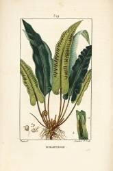 Scolopendre (Pierre Jean Francois Turpin) - Muzeo.com