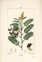 Séné (Pierre Jean Francois Turpin) - Muzeo.com