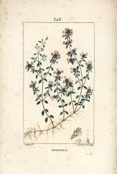 Serpolet (Pierre Jean Francois Turpin) - Muzeo.com