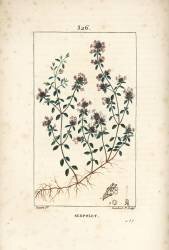 Serpolet (Pierre Jean Francois Turpin) - Muzeo.com