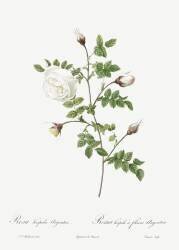 Silver-flowered rose hispid (Pierre Joseph Redouté) - Muzeo.com