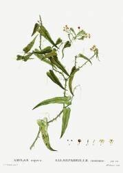 Smilax (Pierre Joseph Redouté) - Muzeo.com