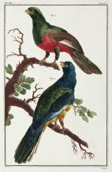 South American birds (anonymous) - Muzeo.com