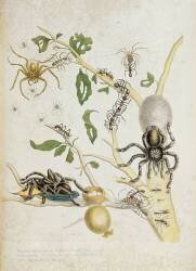 Spiders: Mygole (Maria Sibylla Graff Merian) - Muzeo.com