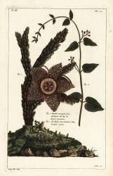 Starfish plant (Dupin) - Muzeo.com