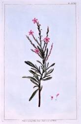 Statice (Pierre-Joseph Buchoz) - Muzeo.com