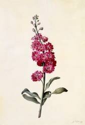Stock, Matthiola incana (Georg Dionysius Ehret) - Muzeo.com