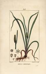 Sweet smelling flag (Pierre Jean Francois Turpin) - Muzeo.com