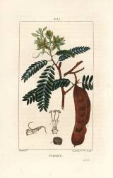 Tamarind (Pierre Jean Francois Turpin) - Muzeo.com
