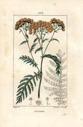 Tansy (Pierre Jean Francois Turpin) - Muzeo.com