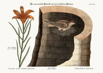 The American Swallow (Mark Catesby) - Muzeo.com
