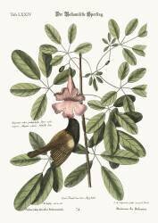 The Bahama Sparrow (Mark Catesby) - Muzeo.com