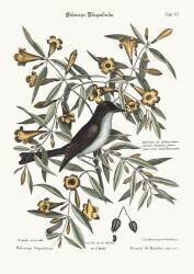 The blackcap Flycatcher (Mark Catesby) - Muzeo.com