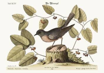 The Blue Bird (Mark Catesby) - Muzeo.com