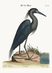 The blue Heron (Mark Catesby) - Muzeo.com