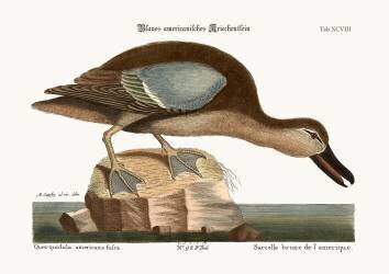 The Blue-wing Teal (Mark Catesby) - Muzeo.com