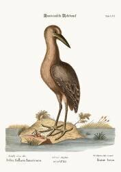 The brown Bittern (Mark Catesby) - Muzeo.com