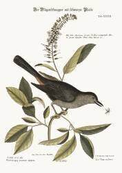 The Cat-Bird (Mark Catesby) - Muzeo.com