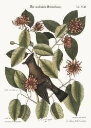 The Chatterer (Mark Catesby) - Muzeo.com