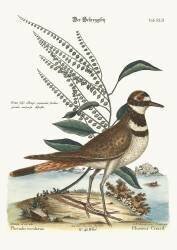 The Chattering Plover (Mark Catesby) - Muzeo.com