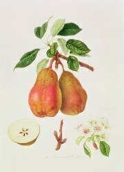 The Chaumontelle Pear (William Hooker) - Muzeo.com