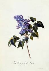 The deep-purple Lilac (Georg Dionysius Ehret) - Muzeo.com