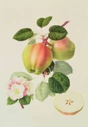 The Dutch Codlin (William Hooker) - Muzeo.com