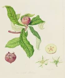 The Dutch Medlar (William Hooker) - Muzeo.com
