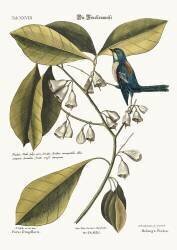 The Finch-Creeper (Mark Catesby) - Muzeo.com