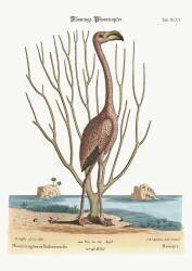 The Flamingo (Mark Catesby) - Muzeo.com