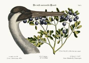 The hooping Crane (Mark Catesby) - Muzeo.com