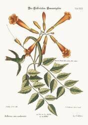 The Hummingbird (Mark Catesby) - Muzeo.com