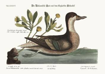 The Ilathera Duck (Mark Catesby) - Muzeo.com