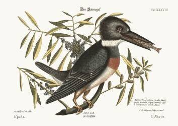 The Kingfisher (Mark Catesby) - Muzeo.com