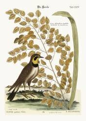The Lark (Mark Catesby) - Muzeo.com