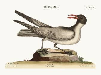 The Laughing Gull (Mark Catesby) - Muzeo.com