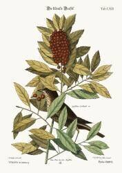 The little Thrush (Mark Catesby) - Muzeo.com