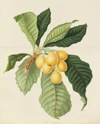 The Loquat (William Hooker) - Muzeo.com