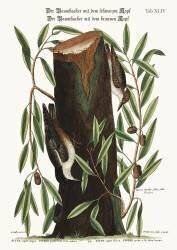 The Nuthatch (Mark Catesby) - Muzeo.com