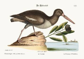The Oyster Catcher (Mark Catesby) - Muzeo.com