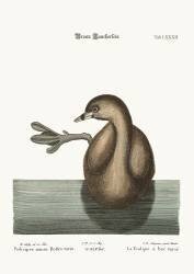 The Pied-Bill Dobchick (Mark Catesby) - Muzeo.com