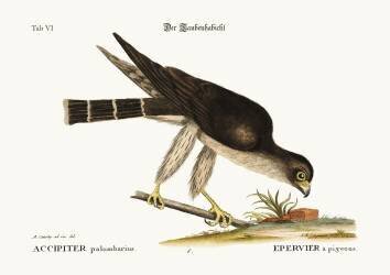 The Pigeon Hawk (Mark Catesby) - Muzeo.com