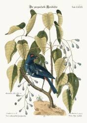 The purple Gross-beak (Mark Catesby) - Muzeo.com